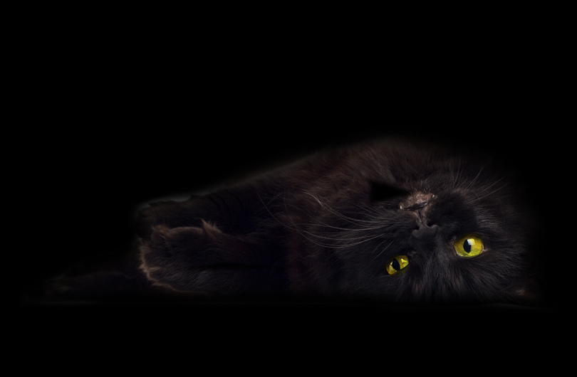 up black cat